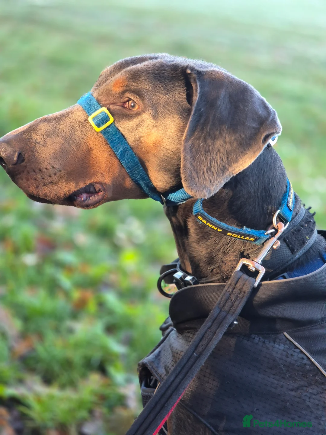 Dobermann dogs for stud: Sub-Zero - Advert 1