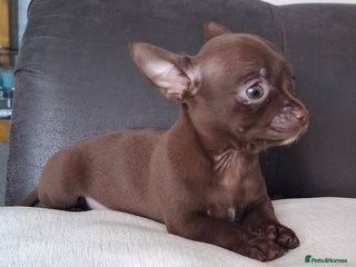 Chihuahua dogs Chihuahua puppy 1 Remains. - Advert 3