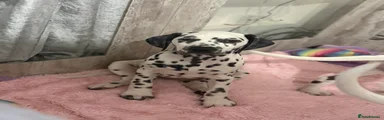Dalmatian Puppy 6