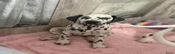Dalmatian dogs for sale:  KC REGISTERED DALMATIAN PUPS  - Advert 16