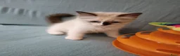 Ragdoll cats for sale: Kittens of Champion Status dad - Advert 9