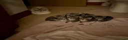 Mixed Breed cats for sale: 🐾 Gorgeous half Siberian kittens 🐾  - Advert 5