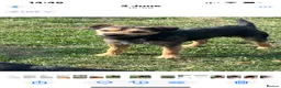 Mixed Breed dogs for sale: Border Terrier x Patterdale Puppies  - Advert 13