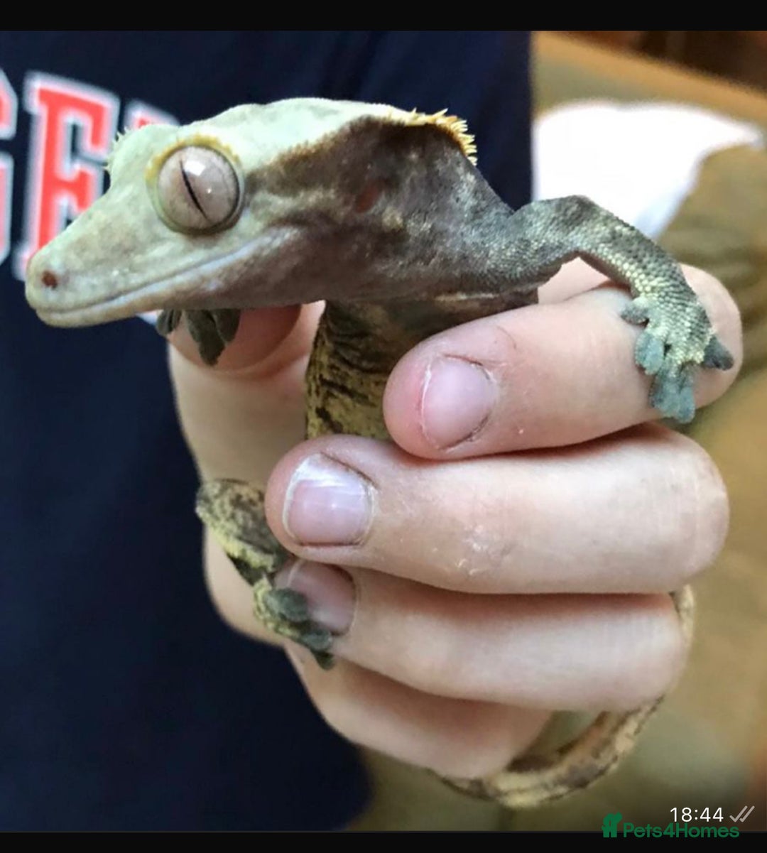 Gecko reptiles for sale: Adult male crested gecko  - Advert 2