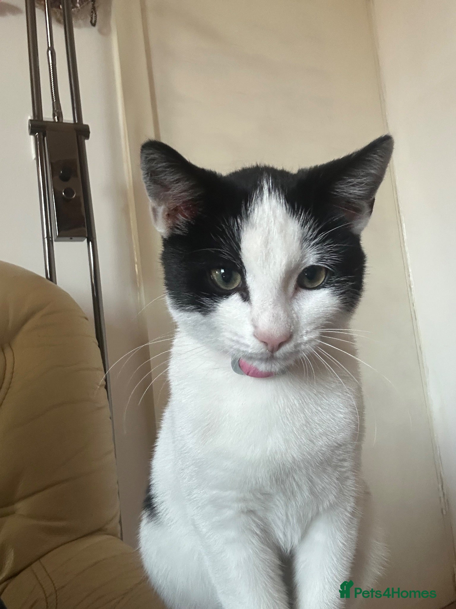 Mixed Breed cats Kitty  - Advert 1