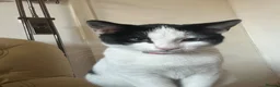 Mixed Breed cats for sale: Kitty  - Advert 1