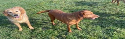 Labrador Retriever dogs for sale: THREE 6 YR OLD WORKING LABS. HIP ELBOW DNA PERFECT - Advert 6
