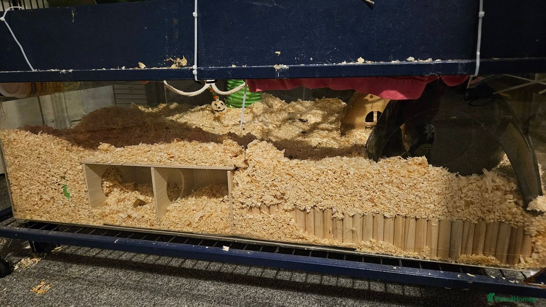 Rat rodents for sale: X3 Male Rats & Cage (cage can be sold seperately) - Advert 6