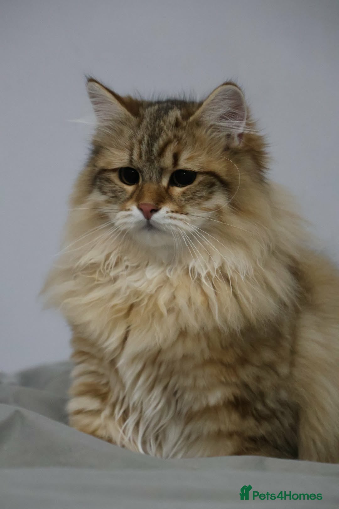 Siberian cats Fluffy Siberian Kittens Ready for loving homes🥰 - Advert 14