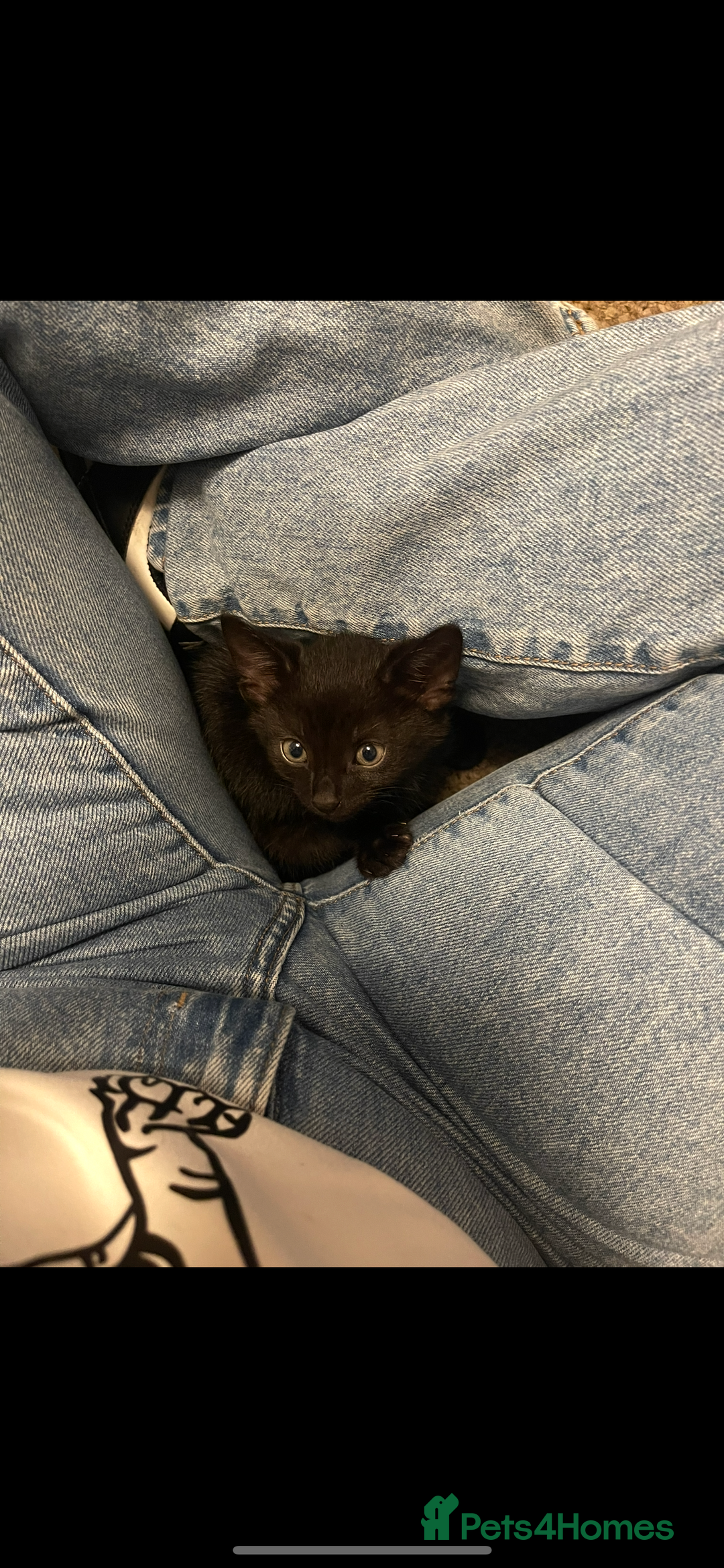 Bombay cats for sale: 2 black male kittens - Image 3