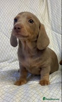 Miniature Dachshund dogs - Advert 3