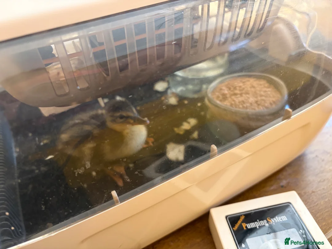 Ducks poultry for sale: One Indian runner duckling - Advert 2