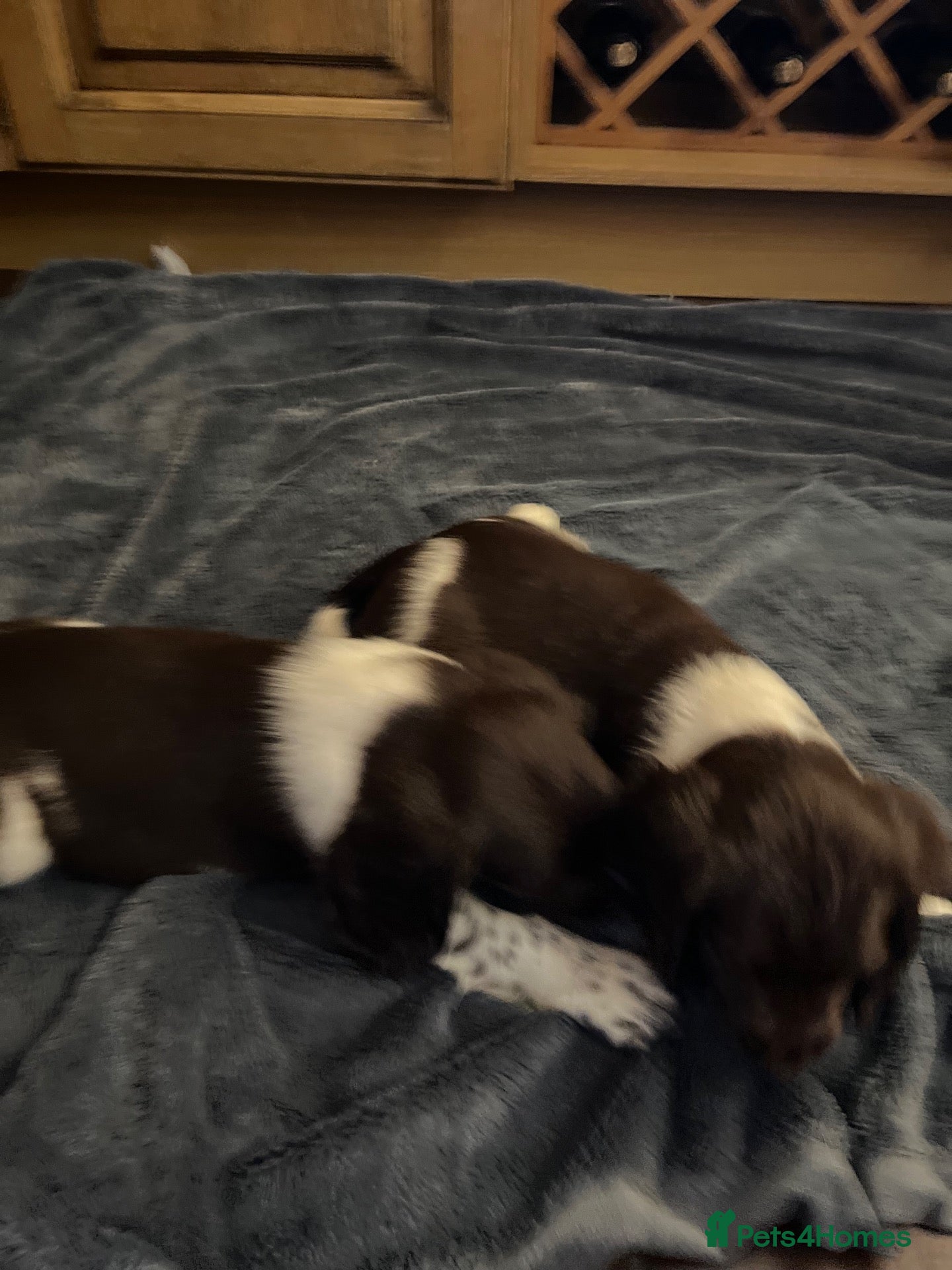 English Springer Spaniel dogs GORGEOUS ENGLISH SPRINGER SPANIEL PUPPIES - Advert 2