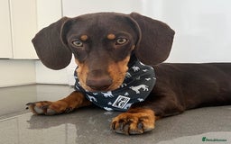 Dachshund dogs for sale: Cute Standard Dachshund Puppy - Image 3