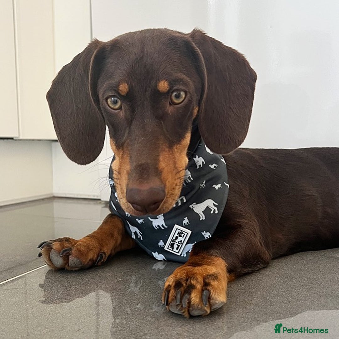 Dachshund dogs for sale: Cute Standard Dachshund Puppy - Image 3