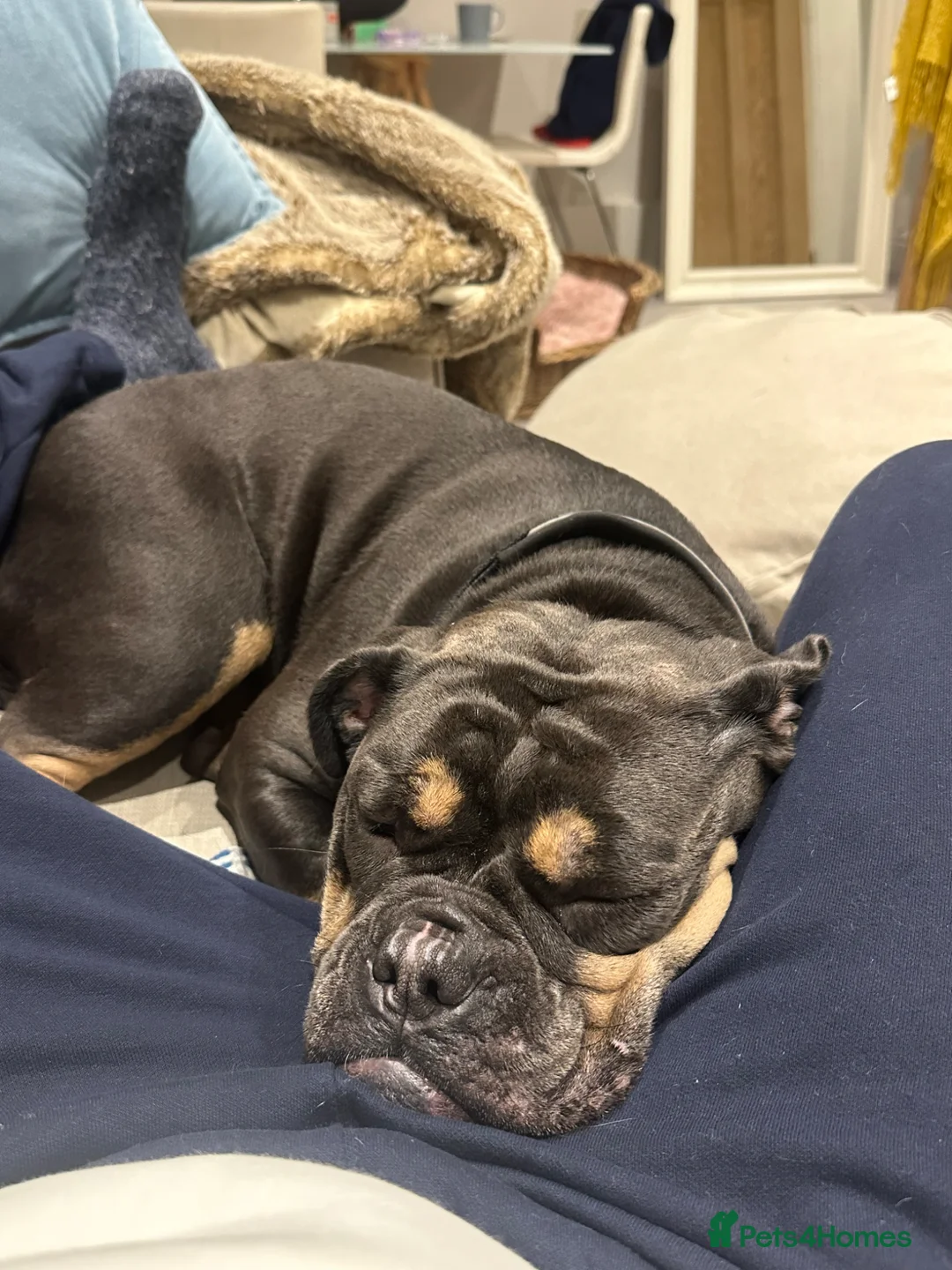 Olde English Bulldogge dogs for sale: Olde English Bulldog  in Poole - Advert 5