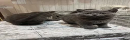 British Shorthair cats for sale: Beautiful British Blues  - Advert 6