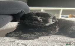Shih Tzu dogs for sale: Bear 🐻  - Image 2