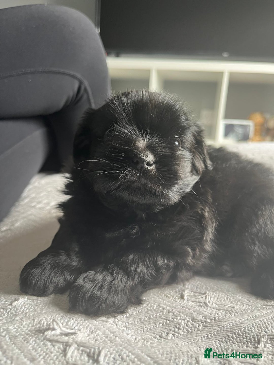 Shih Tzu dogs for sale: Bear 🐻  - Image 2