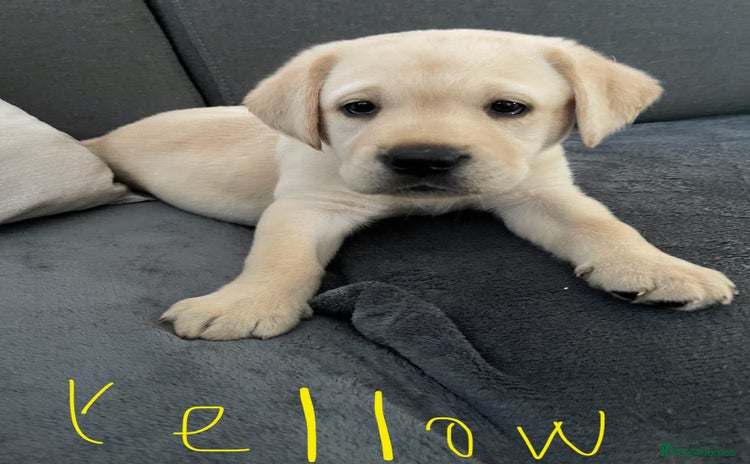 Labrador Retriever dogs - Advert 2