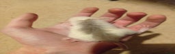 Rat rodents for sale: Lovely tame rats for sale red eyed, normal, albino - Advert 2