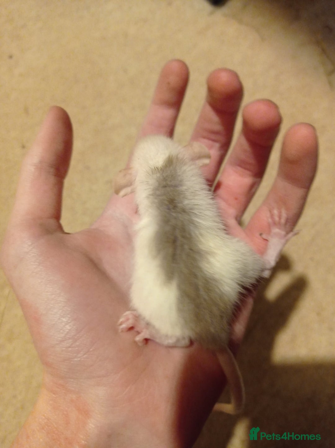 Rat rodents for sale: Lovely tame rats for sale red eyed, normal, albino - Advert 2
