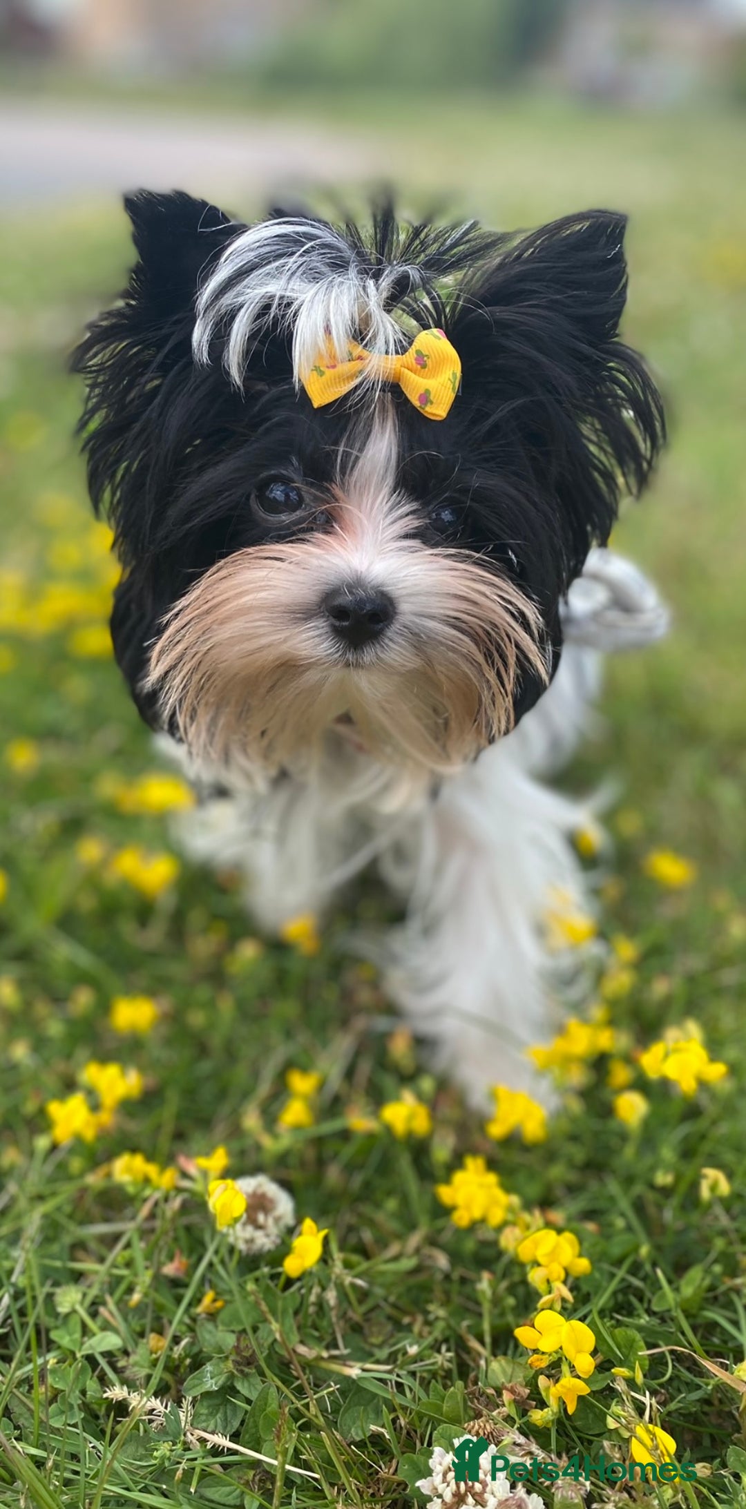 Yorkshire Terrier dogs for sale: Beautiful very small xxxs Biewer Yorkshire Terrier - Image 27