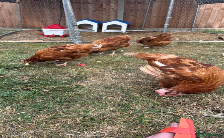 Chickens poultry - Advert 1