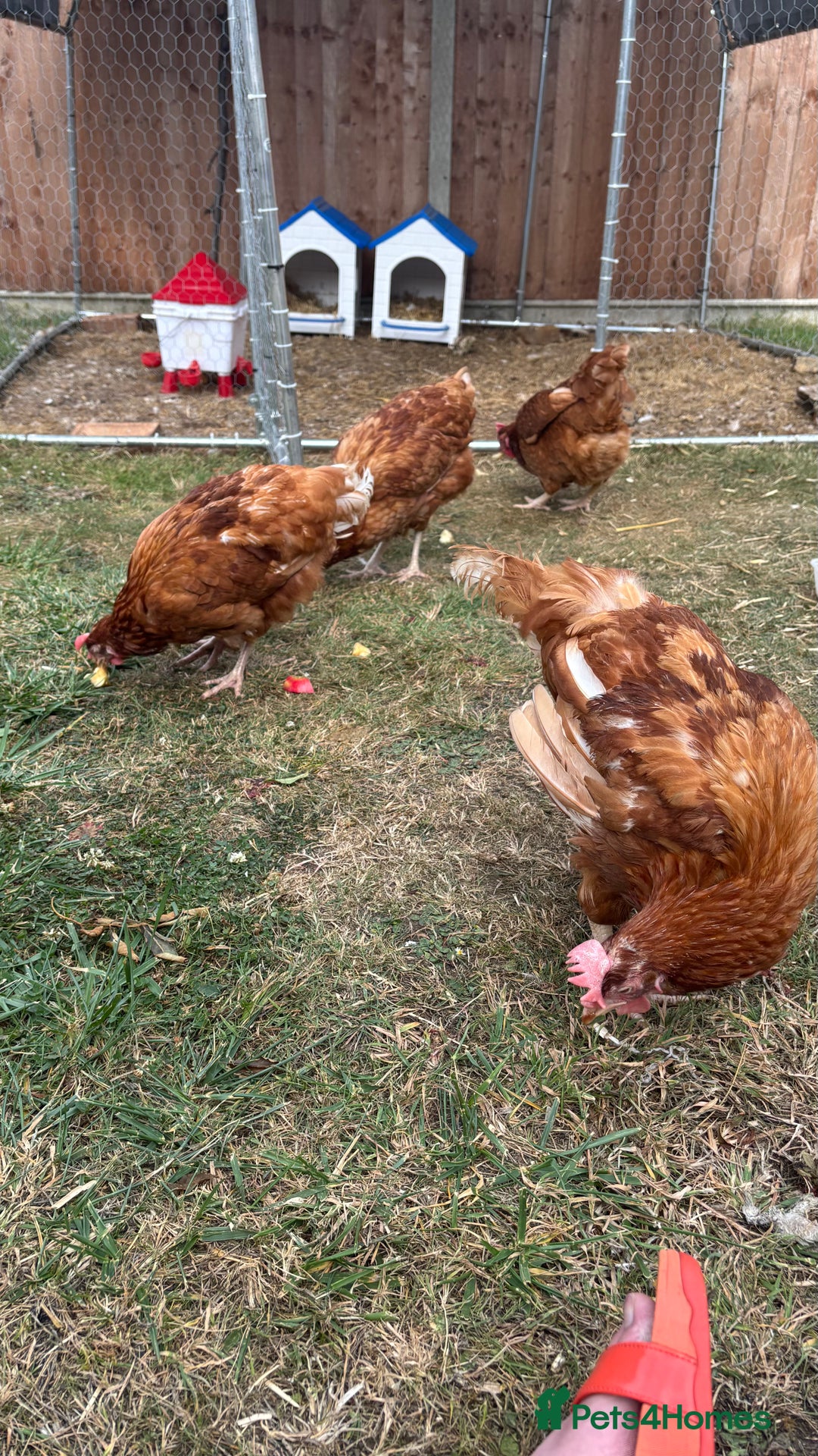 Chickens poultry for sale: 4 girls for sale - Image 1