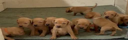 Mixed Breed dogs for sale: F1 Labrador x Vizsla Puppies - Advert 6