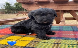 Jackapoo dogs for sale: Jackapoo Puppies - Image 2