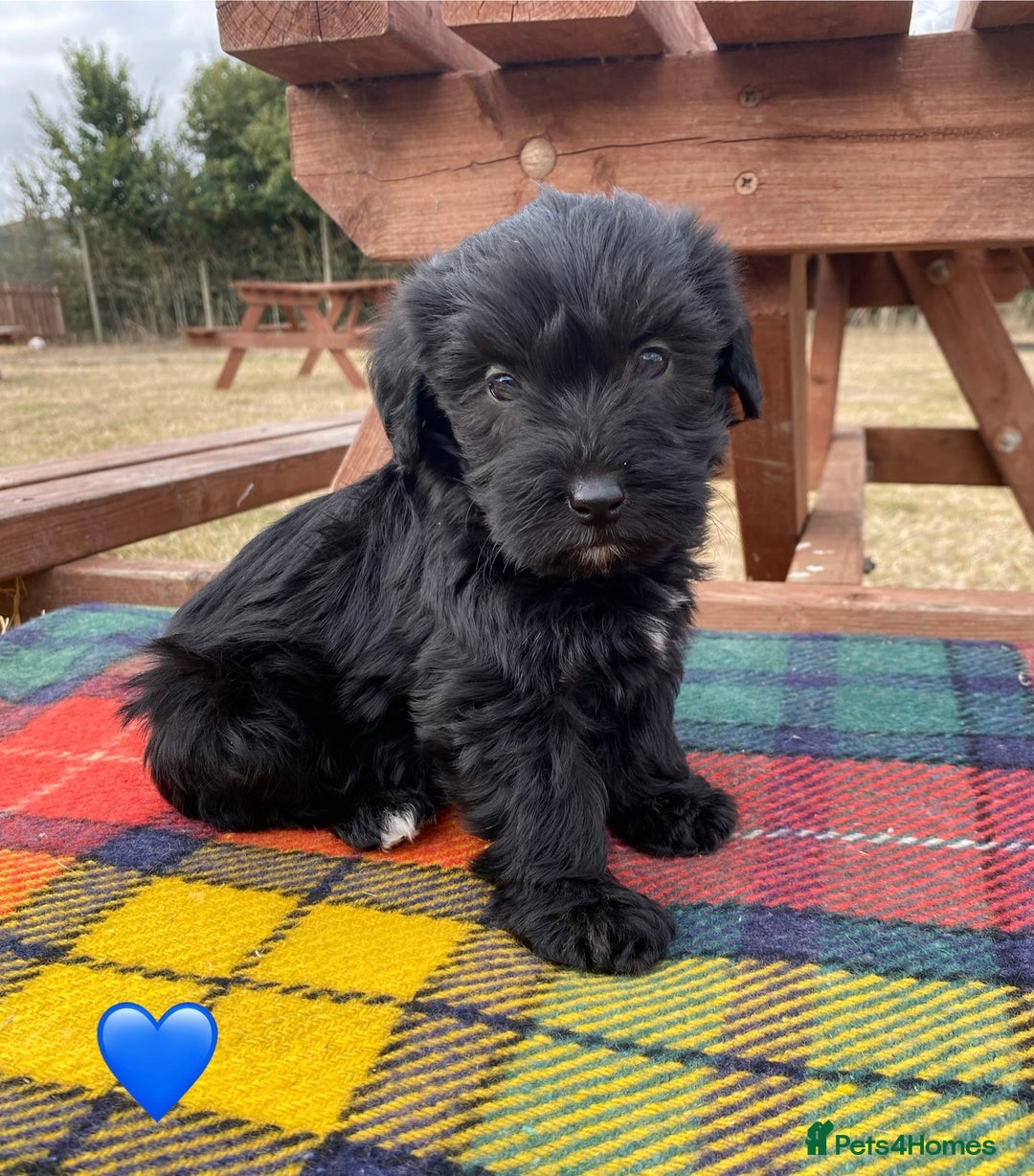 Jackapoo dogs for sale: Jackapoo Puppies - Image 2