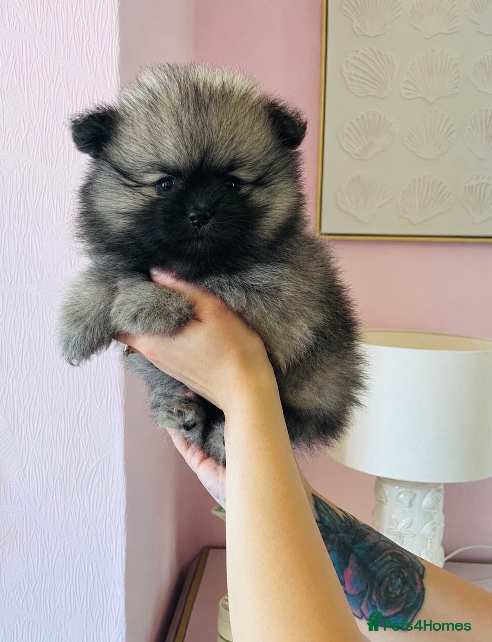 Pomeranian dogs Stunning KC Teddy Bear Boy  - Advert 9
