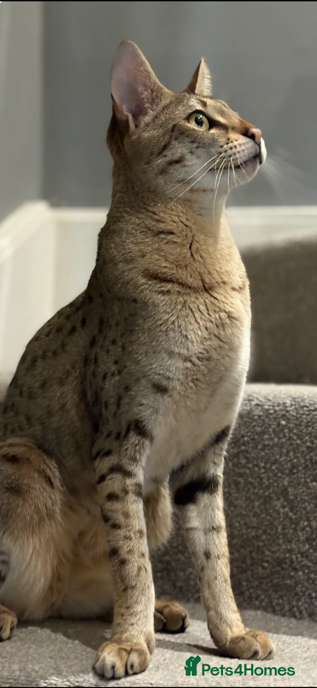 Savannah cats for sale: Beautiful F2 Female Savannah - Advert 2