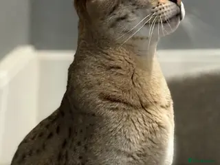 Savannah cats Beautiful F2 Female Savannah - Advert 1