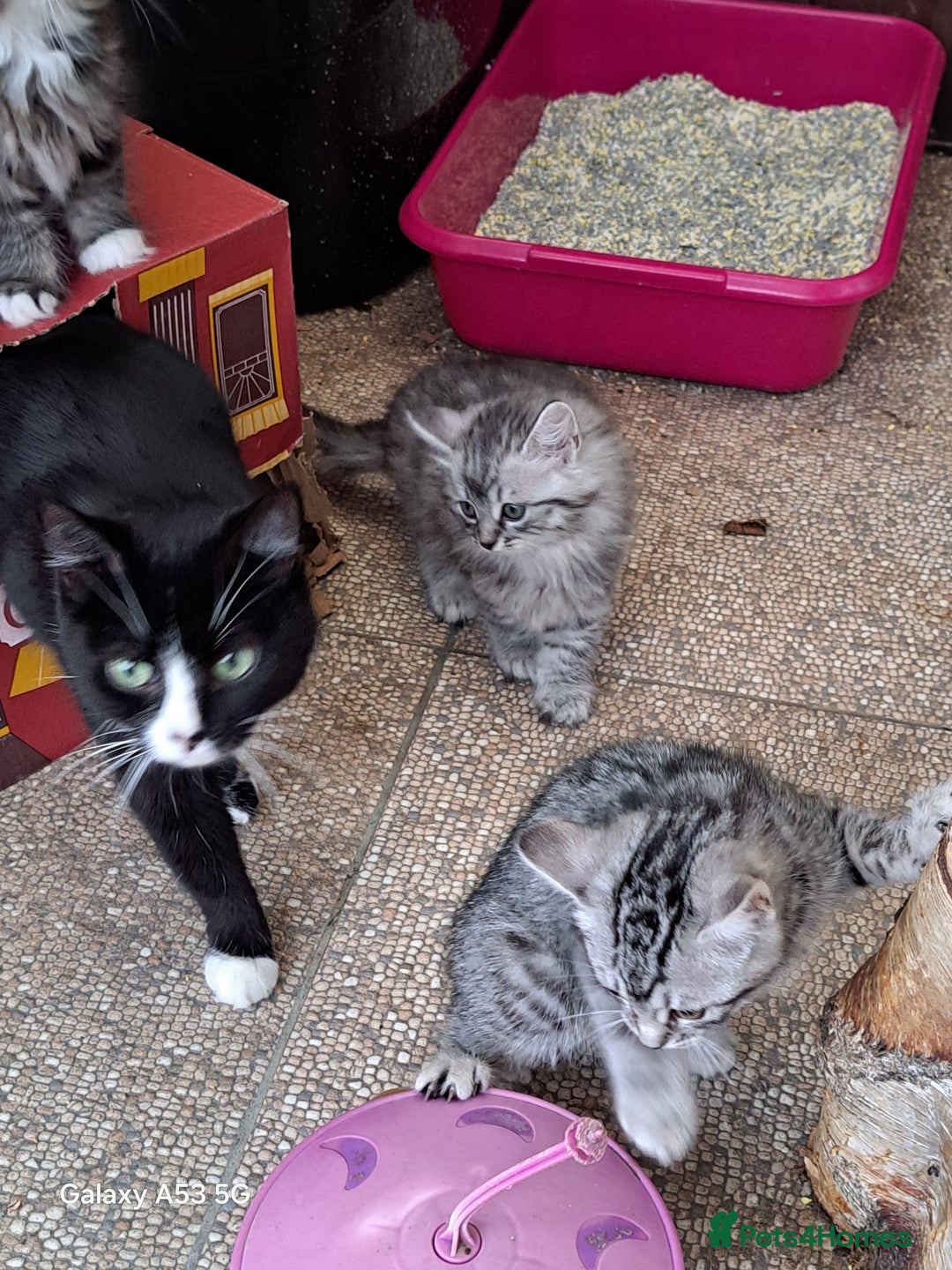 Siberian cats for sale: Stunning litter of Siberian x kittens - Image 14