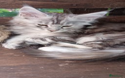 Maine Coon cats for sale: Maine coon purebred pedigre xl in Barnsley - Image 17