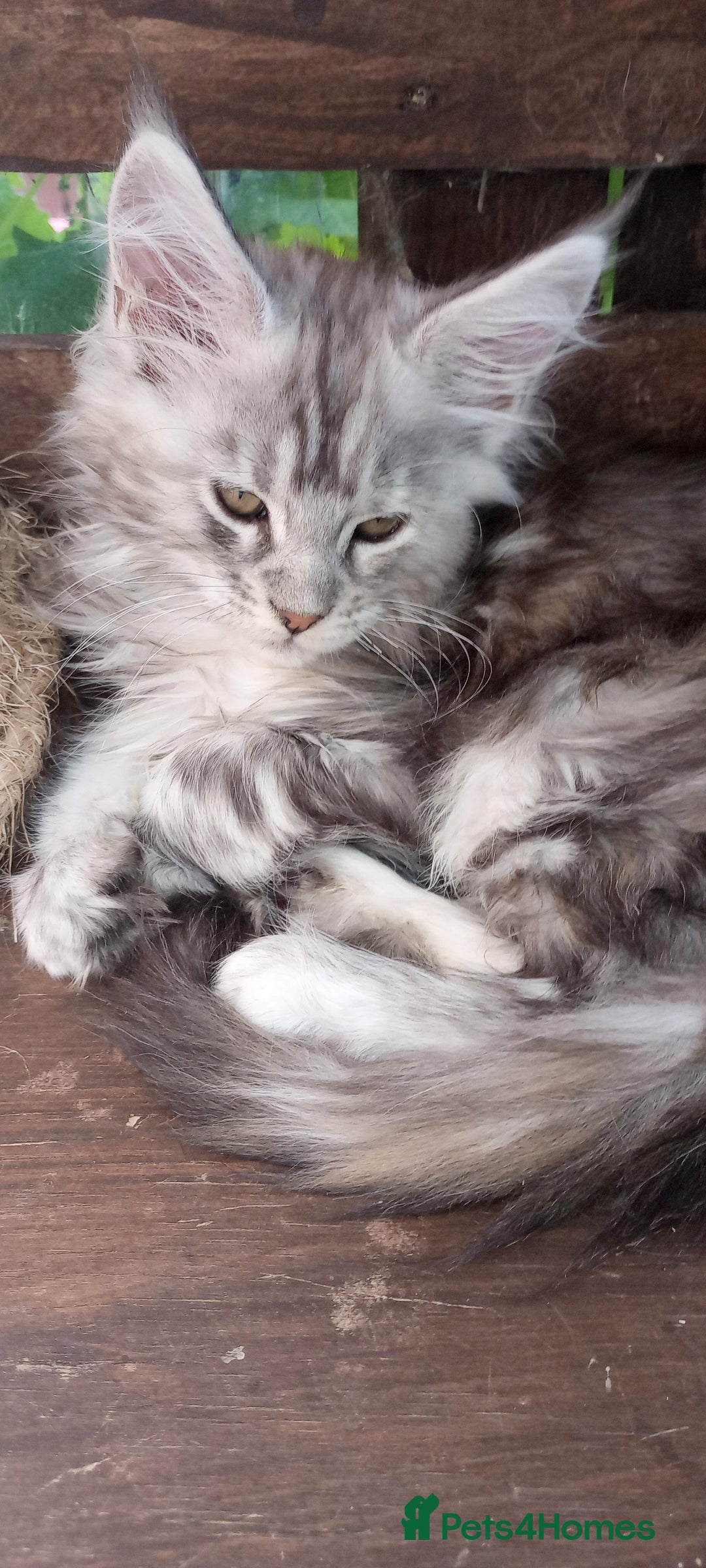 Maine Coon cats for sale: Maine coon purebred pedigre xl in Barnsley - Image 17
