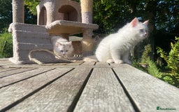 Siberian cats for sale: x5 Adorable Pure Siberian Kittens to re-home😻 - Image 15