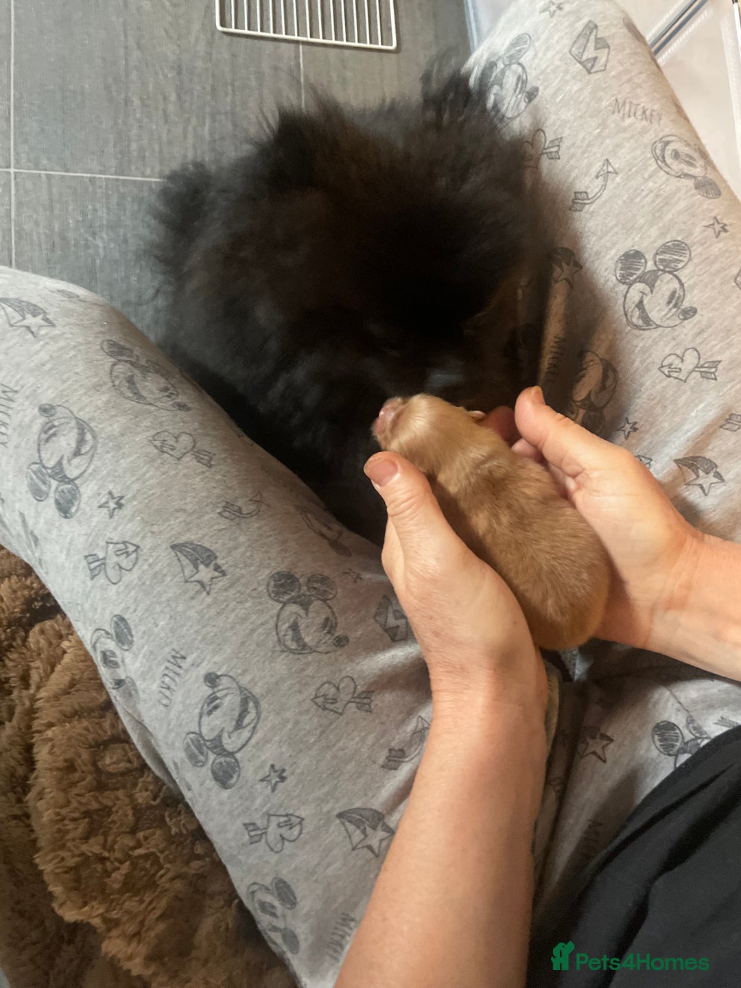 Pomeranian dogs for sale: CHAMPION KENNEL CLUB Pomeranian puppy orange black - Image 17
