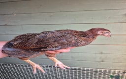 Chickens poultry for sale: 9 x LF wyandottes - Image 6