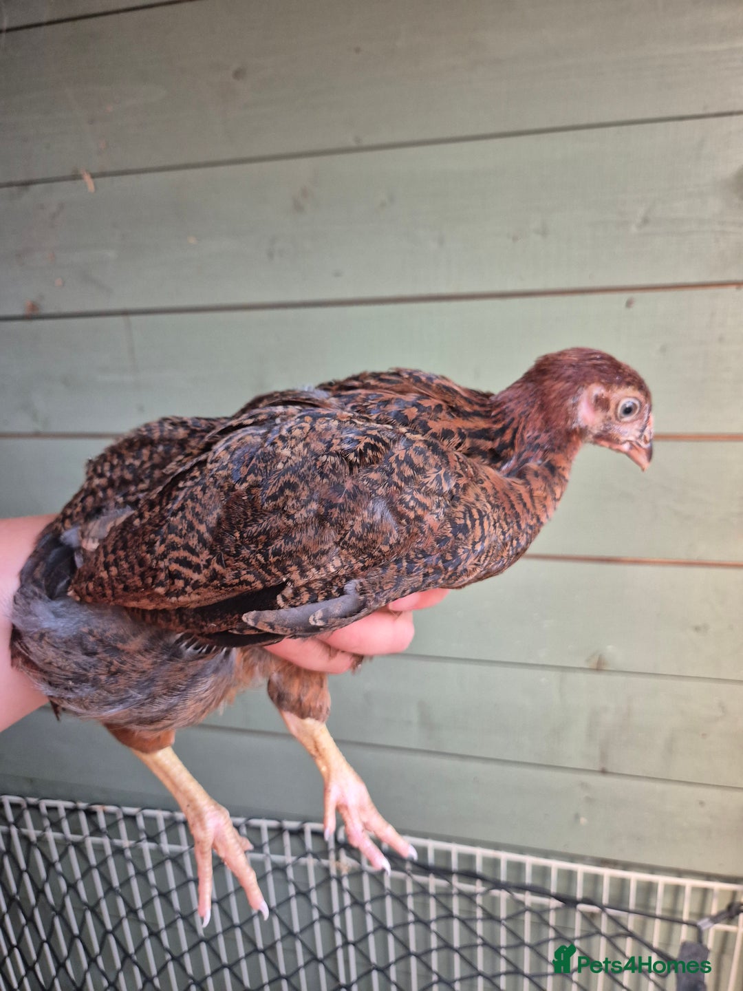 Chickens poultry for sale: 9 x LF wyandottes - Image 6