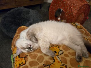 Ragdoll cats Ragdoll for sale called mocha - Advert 1