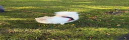 Japanese Spitz dogs for sale: Our Japanese Spitz looking for a new, loving home. in Leeds - Advert 7
