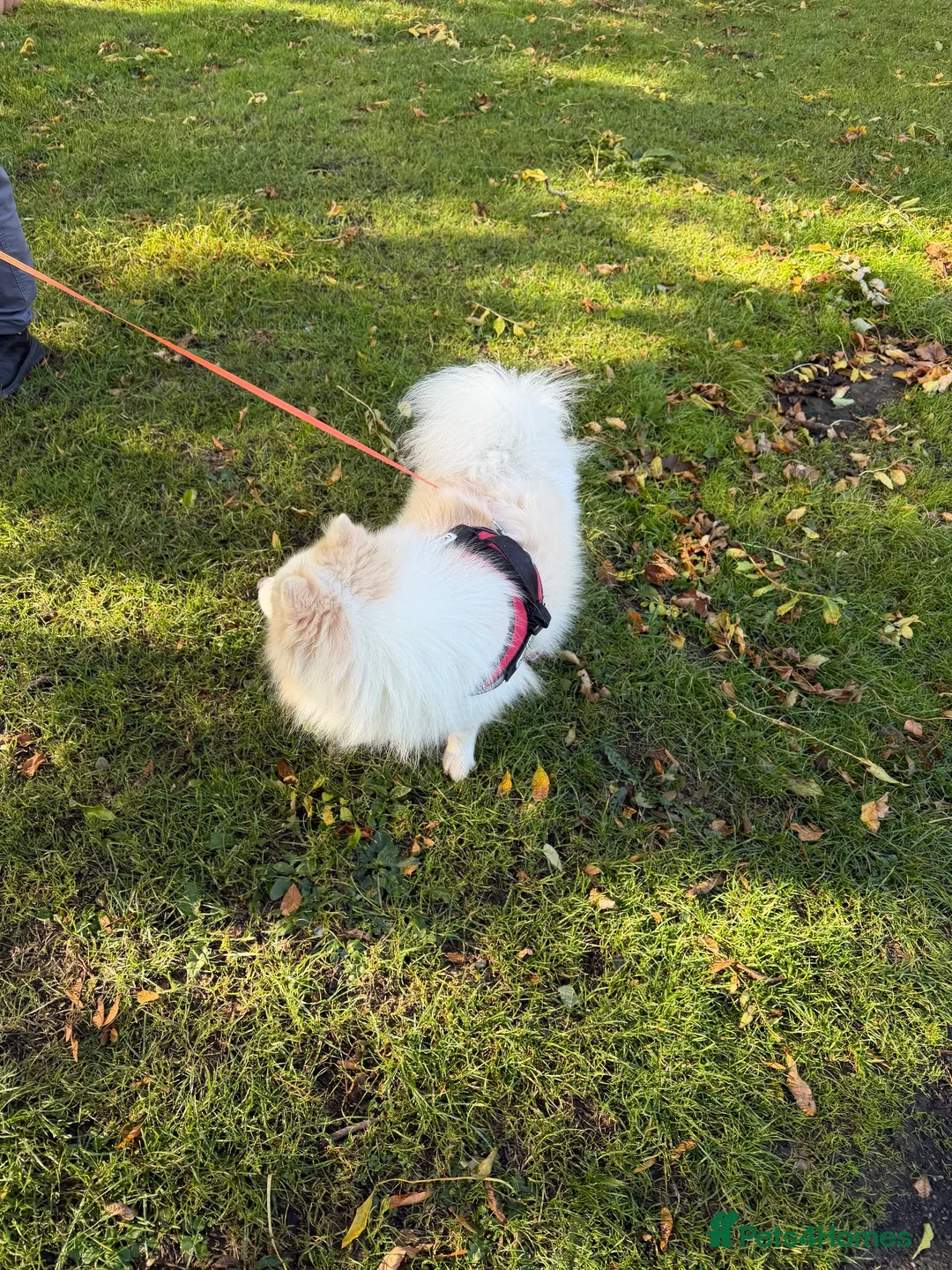 Japanese Spitz dogs for sale: Our Japanese Spitz looking for a new, loving home. in Leeds - Advert 7