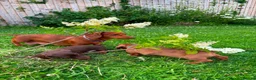 Miniature Dachshund dogs for sale: Stunning KC Miniature Dachshunds in Wednesbury - Advert 15