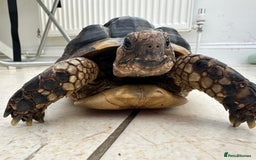 Tortoise reptiles for sale: Rescue Tortoise for sell - Image 2