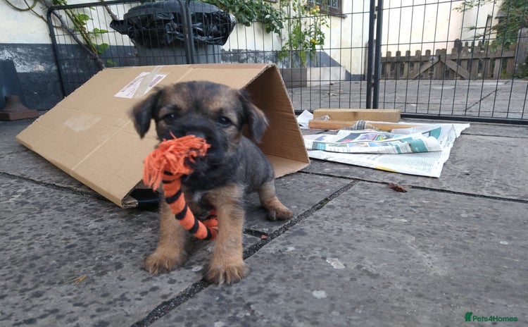 Border Terrier dogs - Advert 11