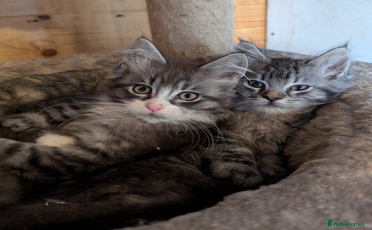 Maine Coon cats - Advert 2