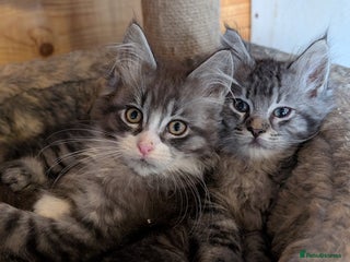 Maine Coon cats - Advert 22